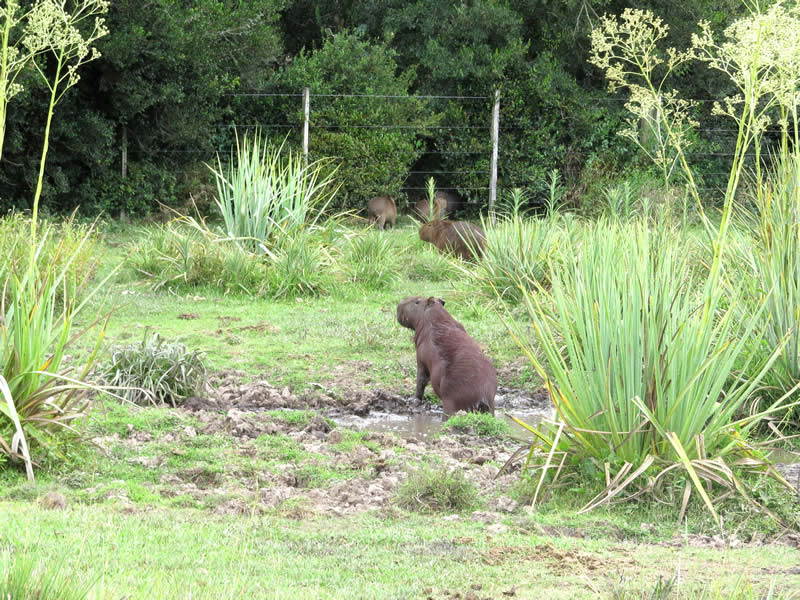 Foto ampliada de Carpincho o Capibara