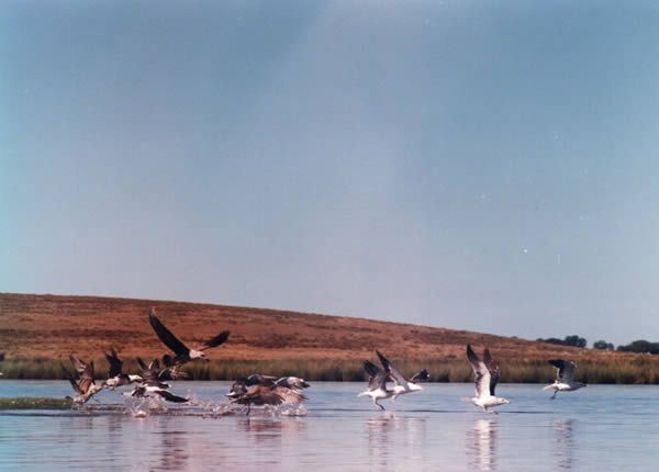 Foto ampliada de Laguna de Rocha